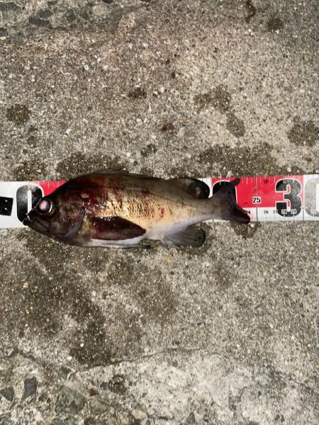 釣れたら楽しいね